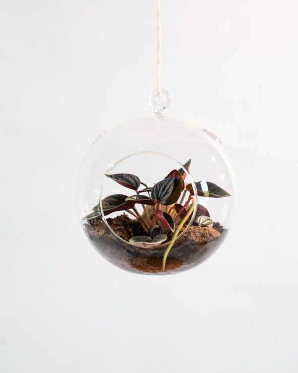 Terrarium sphérique suspendu – Image 2
