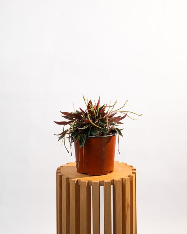 Peperomia caperata rosso – Image 4