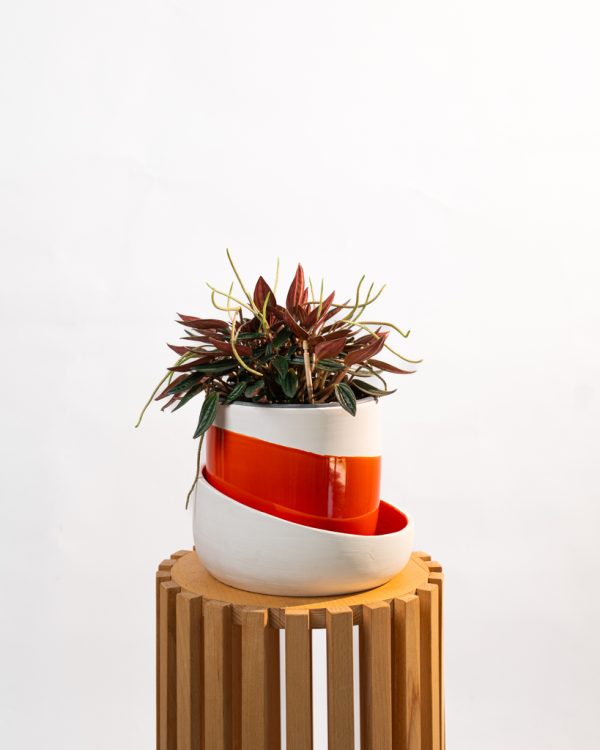 Peperomia caperata rosso – Image 3