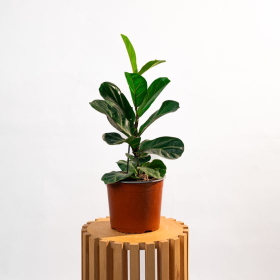 Ficus Lyrata