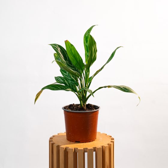 Aglaonema Silver Queen