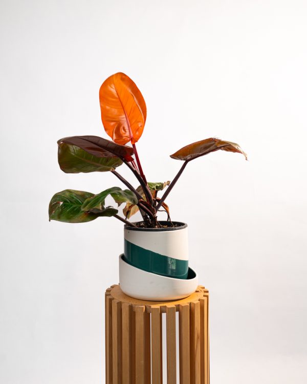 Philodendron Prince of Orange