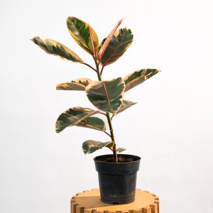 Ficus Elastica Belize