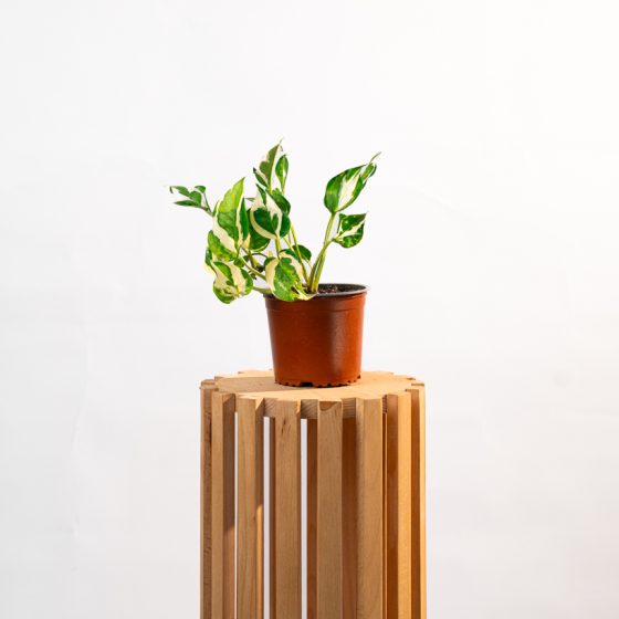 Pothos Epipremnum N'Joy