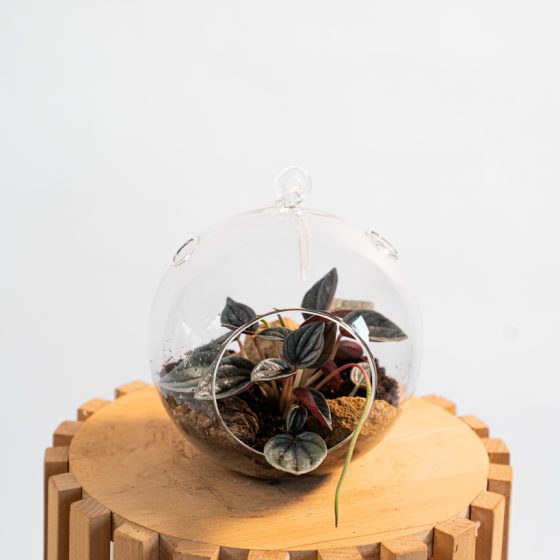 Terrarium sphérique suspendu