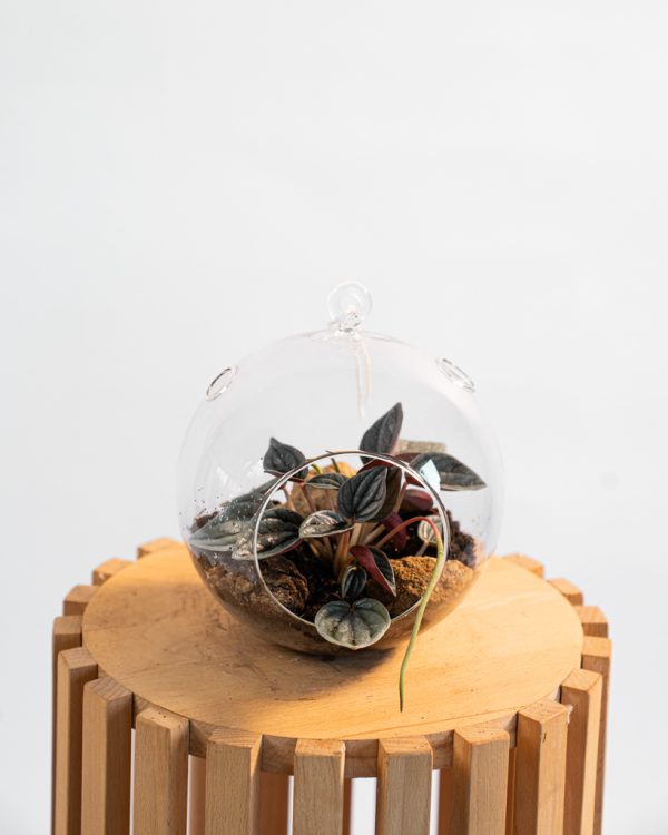 Terrarium sphérique suspendu