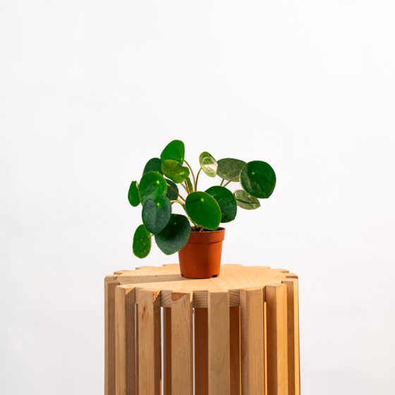 Peperomia Peperomioides - Monnaie Chinoise