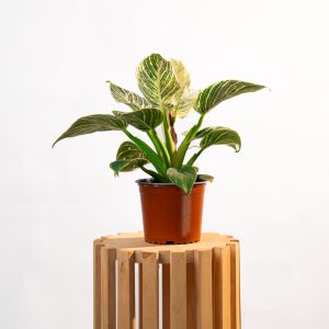 Philodendron Birkin