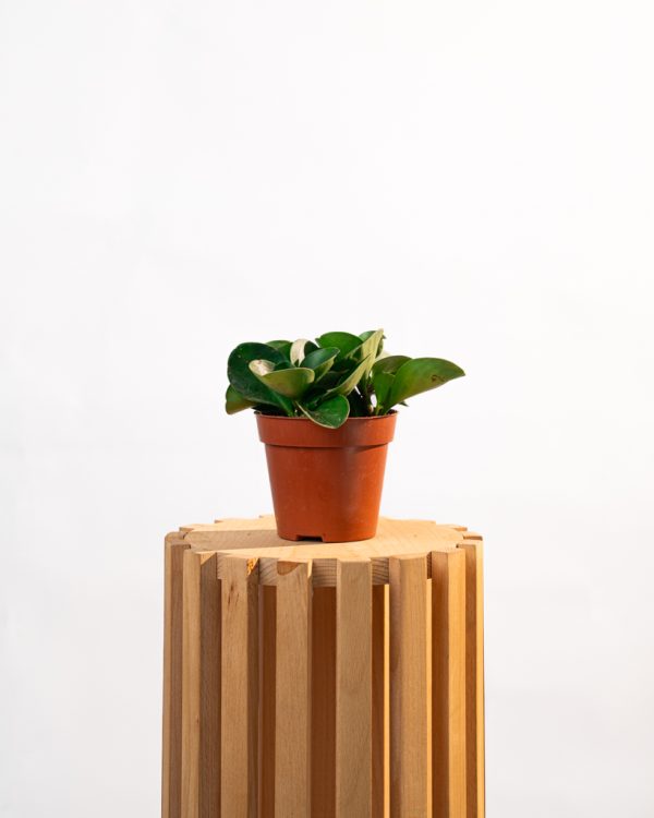 Peperomia obtusifolia – Pourpier des bois – Image 2