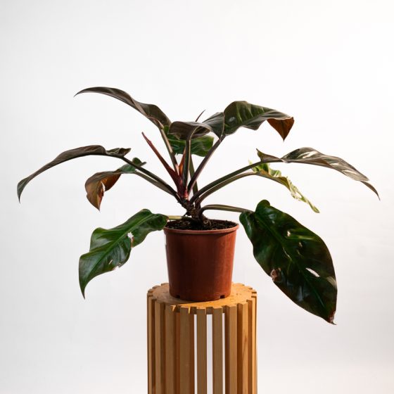 Philodendron Imperial Red
