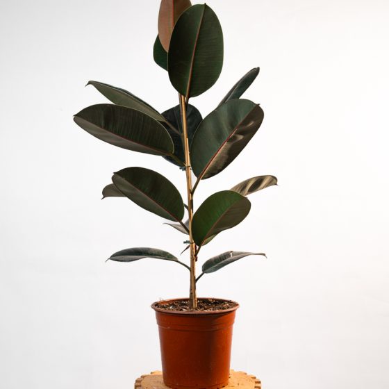 Ficus elastica Abidjan Grand