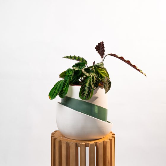 Maranta Leuconeura Fascinator
