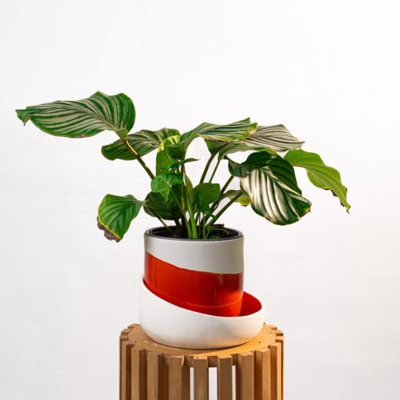 Calathea Orbifolia