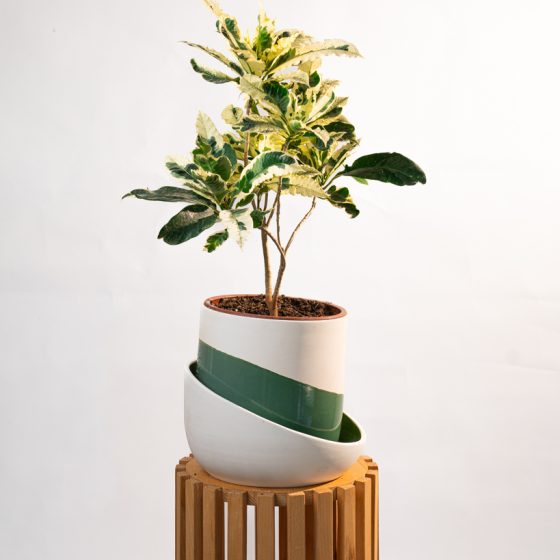 Schefflera variegata (Croton blanc)