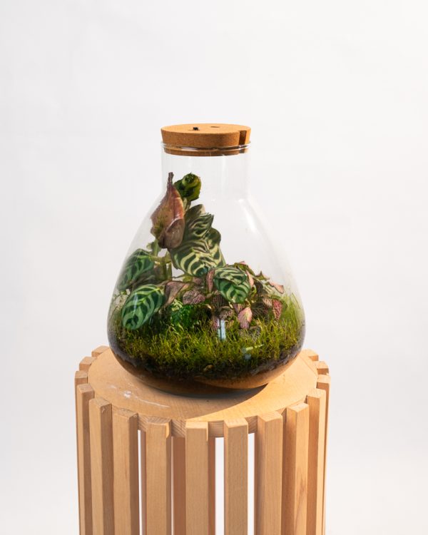 Terrarium "Jardin de Lumière", Éclairage Intégré – Image 4