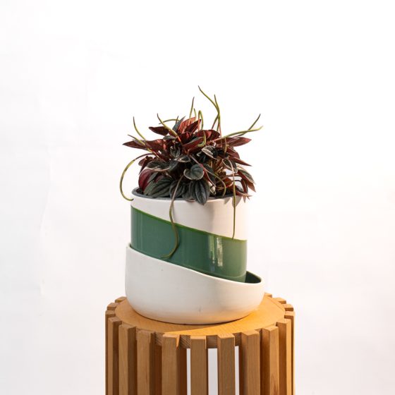 Peperomia caperata