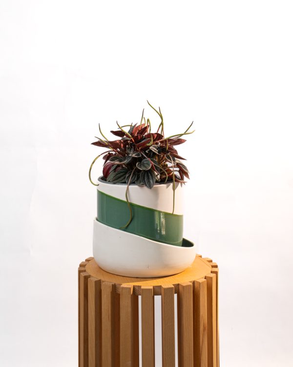 Peperomia caperata rosso