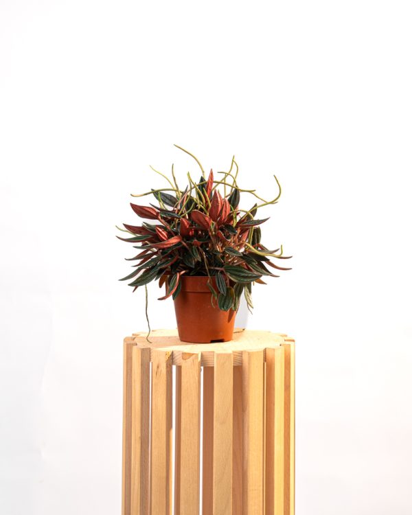 Peperomia caperata rosso – Image 2