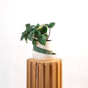 Peperomia Watermelon