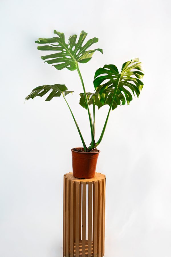 Monstera deliciosa – Taille XL – Image 3