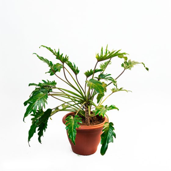 Philodendron Xanadu