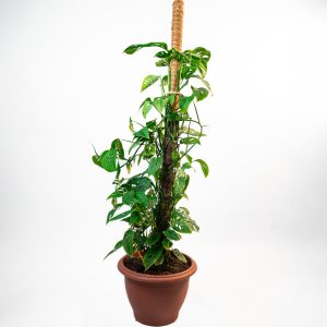 Monstera Adansonii - Grand pot