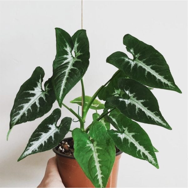 Syngonium wendlandii – Image 2