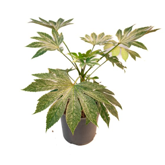Fatsia Japonica variegata