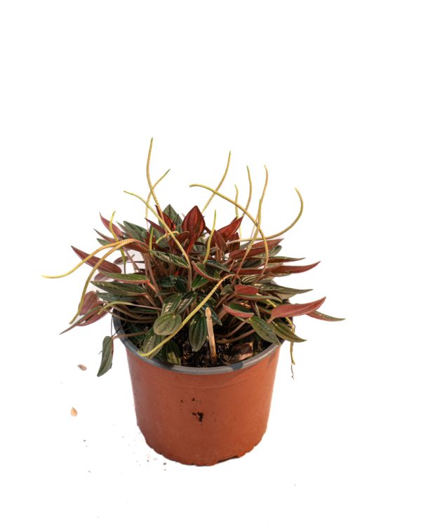 Peperomia caperata rosso – Image 5