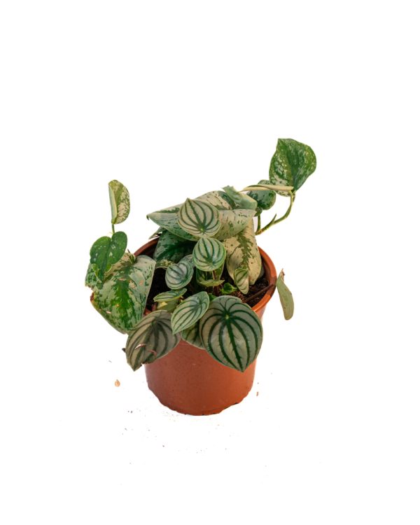 Duo velouté – Peperomia & Scindapsus – Image 3