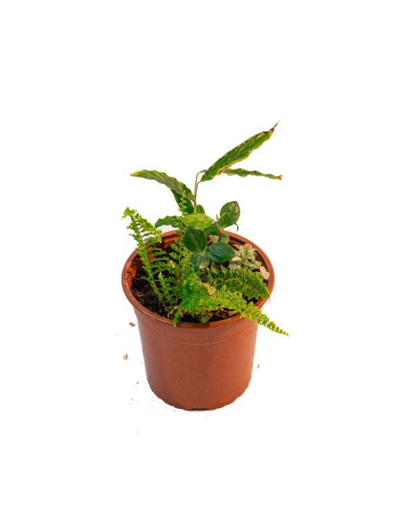Sous-bois tropical – Image 3