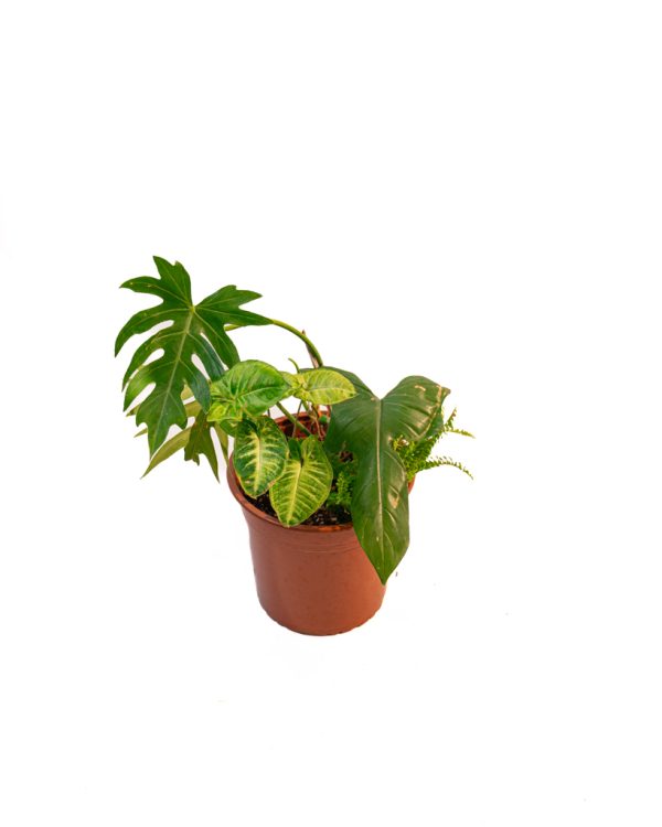 Oasis feuillue – Image 4