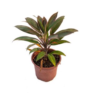 Cordyline fruticosa
