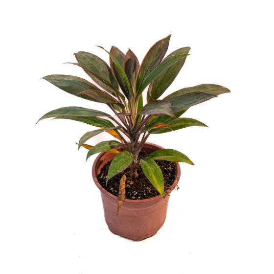 Cordyline fruticosa