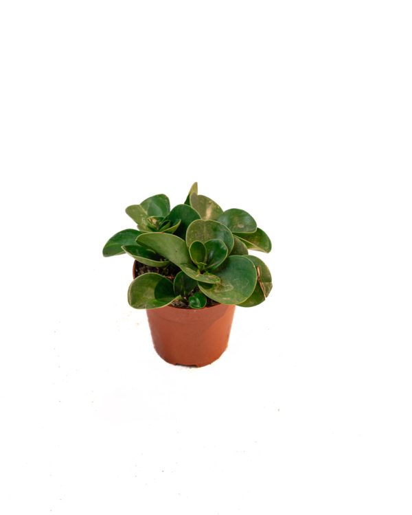 Peperomia obtusifolia – Pourpier des bois