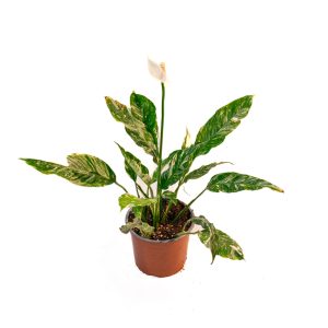 Spathiphyllum Blandum Variegata