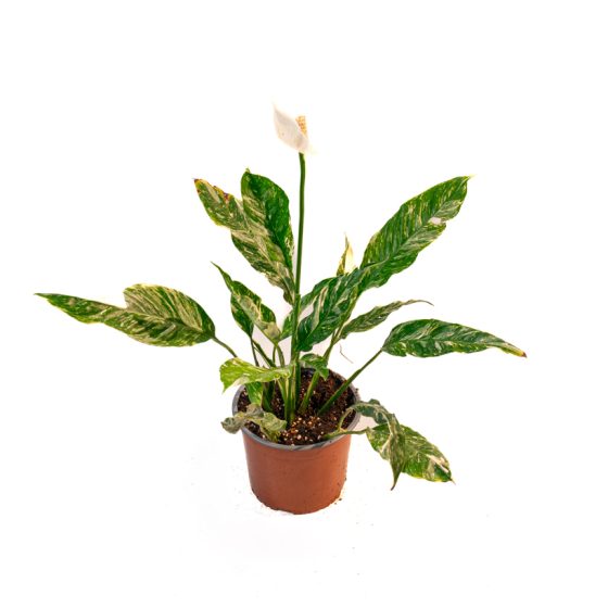 Spathiphyllum Blandum Variegata