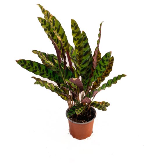 Calathea Lancifolia