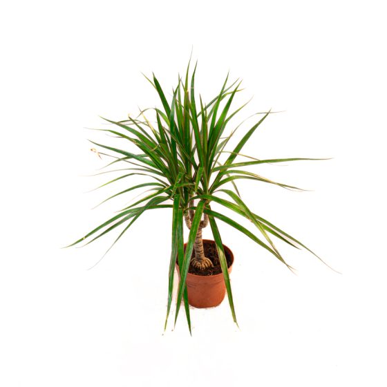 Dracaena Marginata