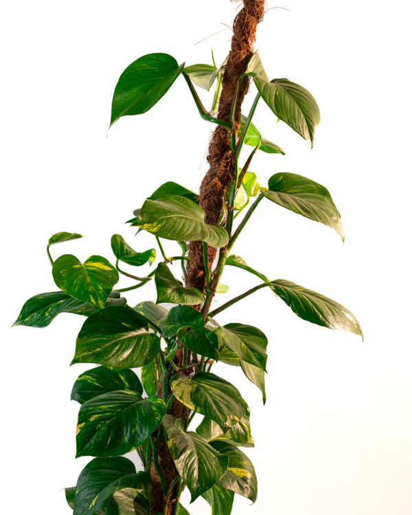 Epipremnum aureum (pothos doré) – Image 3