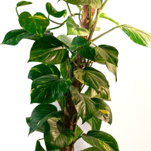 Epipremnum aureum (pothos doré)
