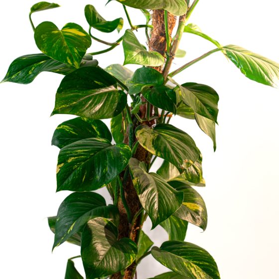 Epipremnum aureum (pothos doré)