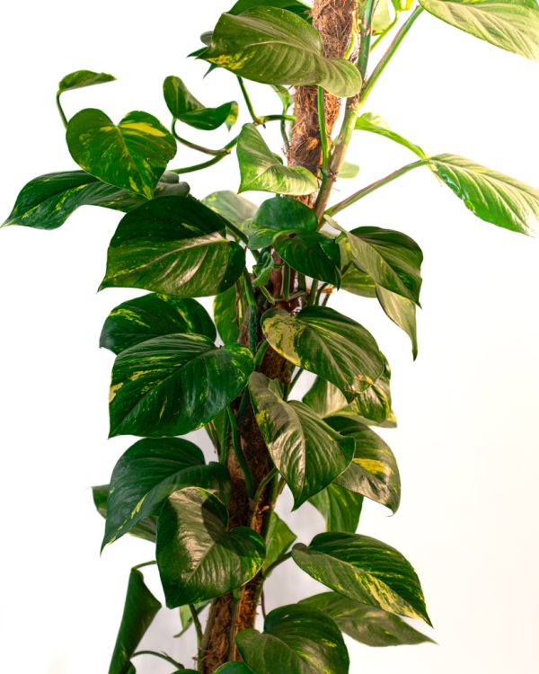 Epipremnum aureum (pothos doré)