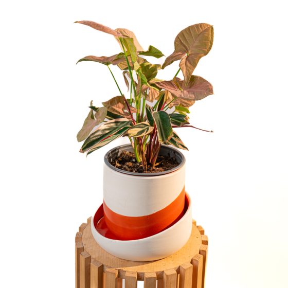 Reflets tropicaux – Duo flamboyant