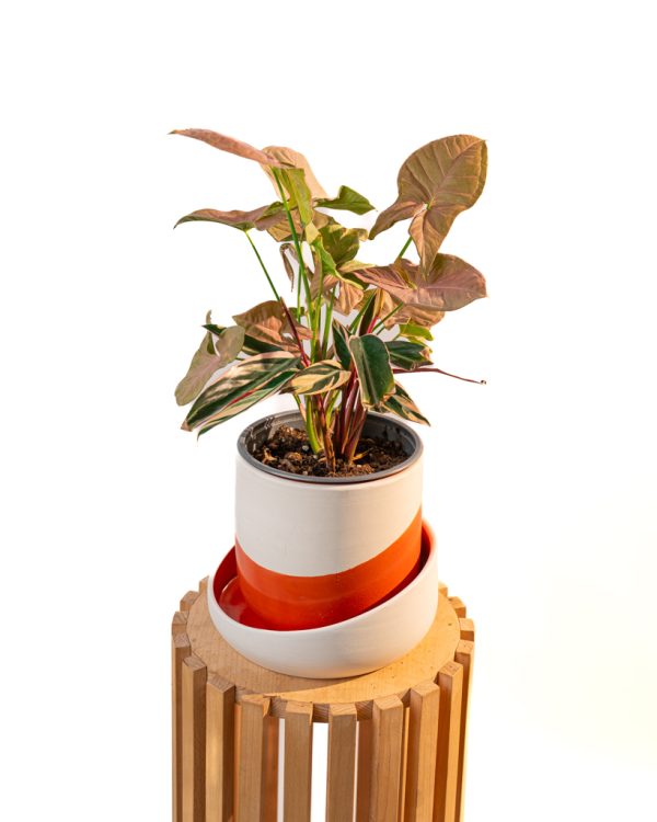 Reflets tropicaux – Duo flamboyant
