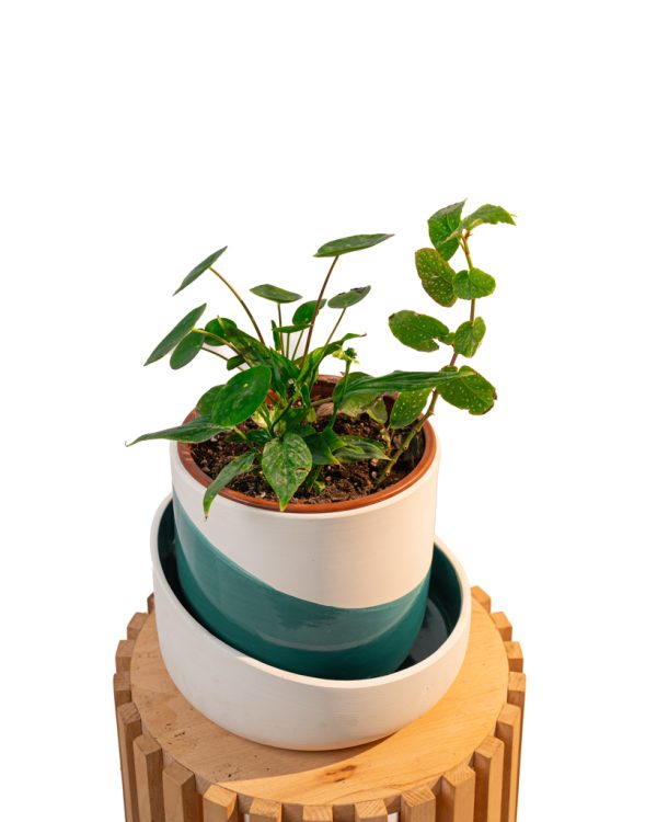 Vert graphique – Trio de formes – Image 3