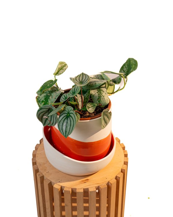 Duo velouté – Peperomia & Scindapsus – Image 2
