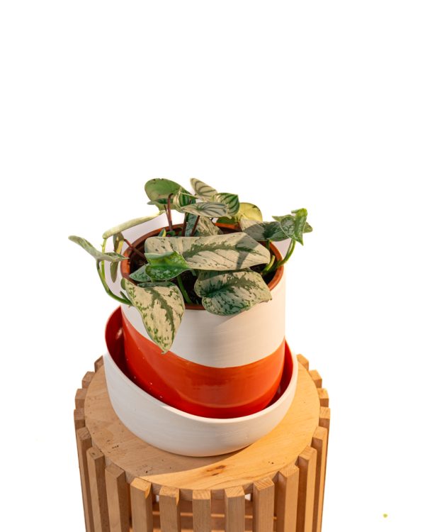 Duo velouté – Peperomia & Scindapsus – Image 4