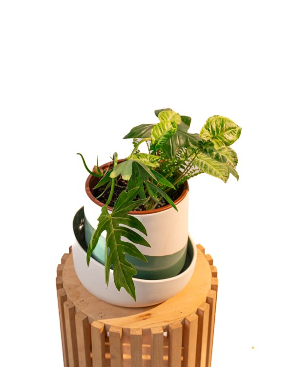 Oasis feuillue – Image 3