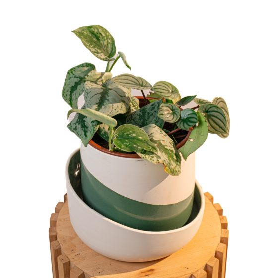 Duo velouté – Peperomia & Scindapsus